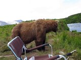 Un ours brun vient s'asseoir à côté d'un pêcheur.. le flip !!