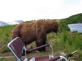 Massive Brown Bear sits next to a guy while fishing!!