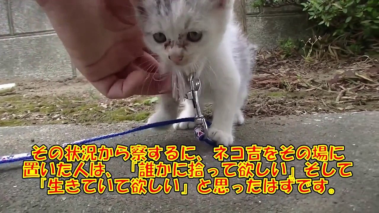 捨て犬や捨て猫のいない、全ての犬ネコが幸せに暮らせる世の中でありますように‥