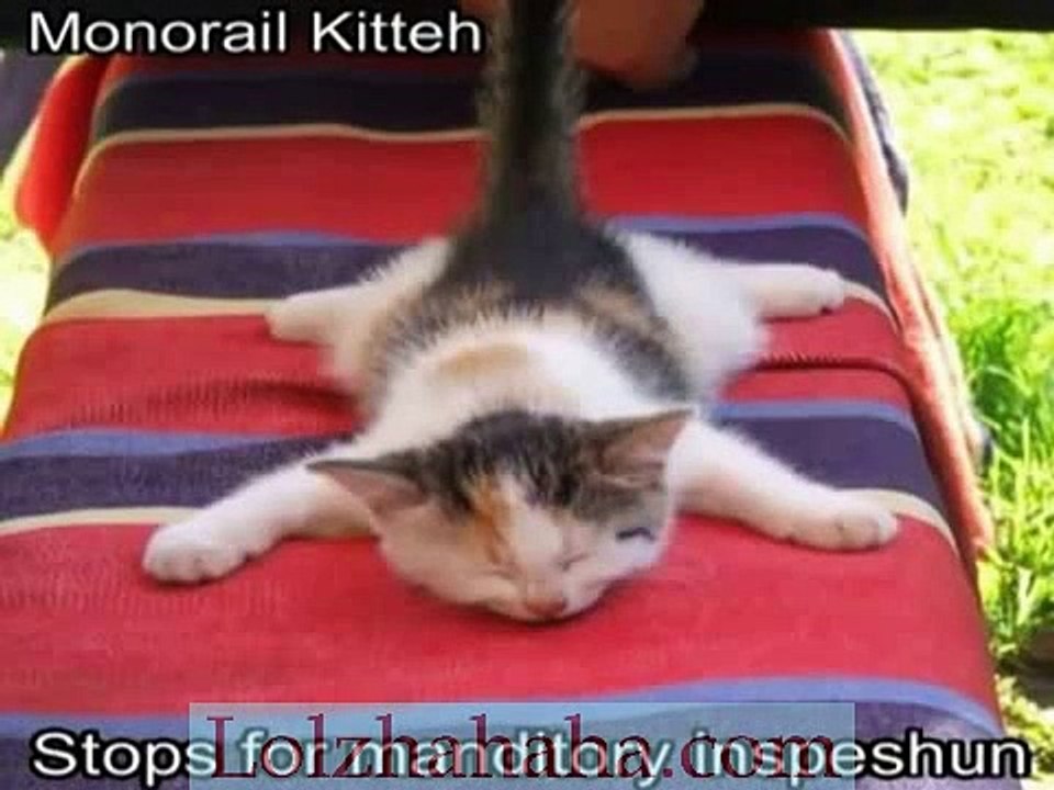 Very Funny Cats 54