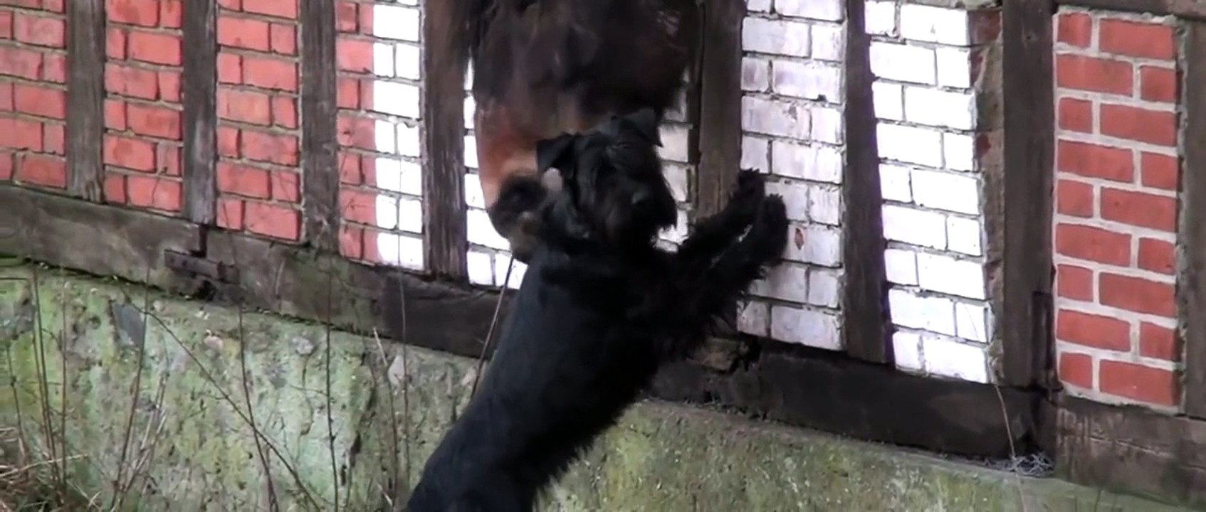Regardez ce que font ce chien et ce cheval lorsqu'ils pensent être seuls.