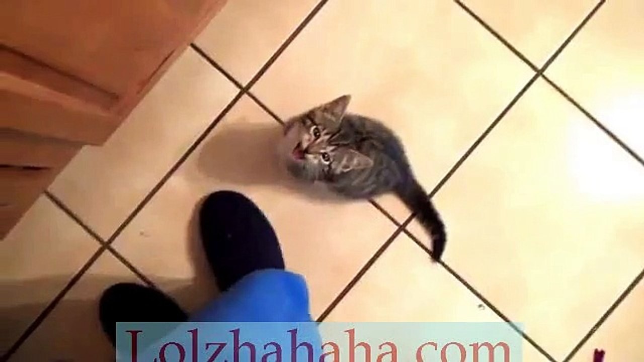 When a cute kitten is hungry