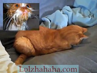 When Cats Pray...AGAIN!!