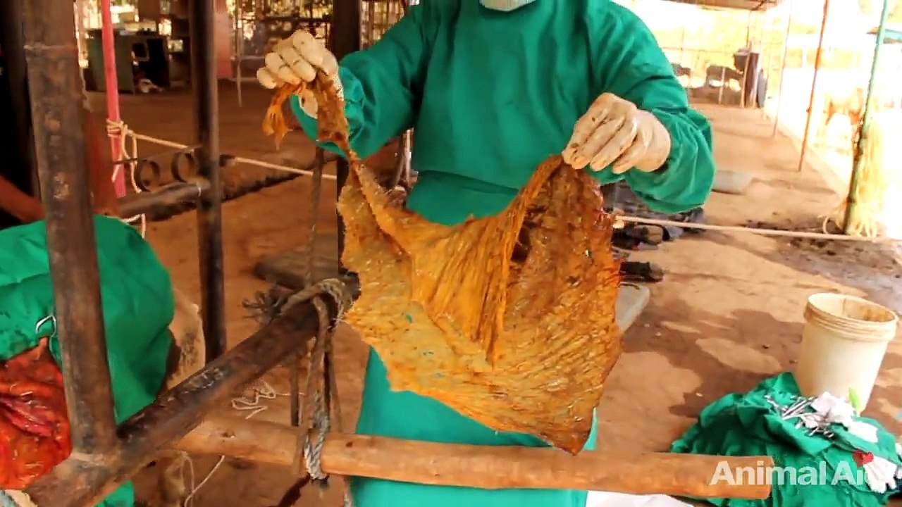 20 kgs of plastic removed from bull's stomach in India