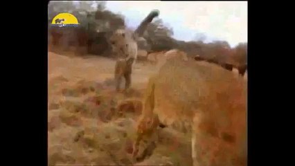 Animal Fight To Death - Leopard vs Lion Fight to Death 2015