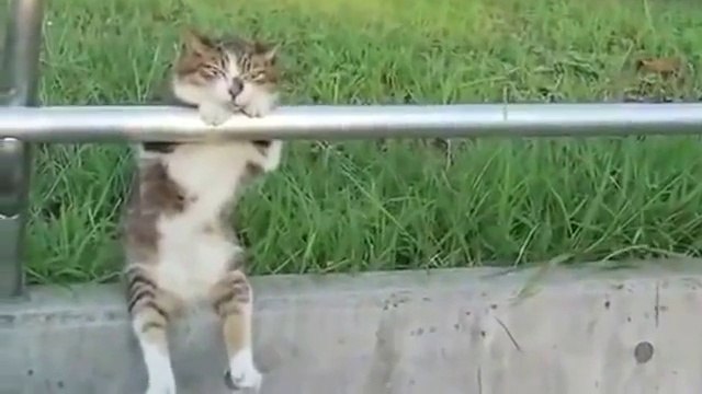 Счастливый кот спит на перилах :))