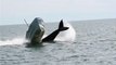 Moment a Humpback Whale Breaches Right next to Motor Boat