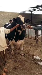 King of Asia Jinnah Cattle Farm 2015 Bakra Eid