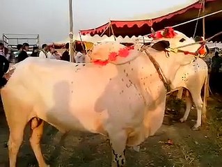 Khobsorti Dekh Yaar 2015 Bakra Eid