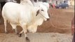White Bachra Atm dairy & cattle farm 2015 Bakra Eid