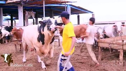 Beautiful Qurbani Bulls Rabbani Cattle Nasir 2015 Bakra Eid