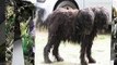 strange animals dead and alive-unknown creatures-seltsame Tiere ,crazy + scary monsters