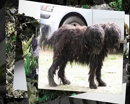 strange animals dead and alive-unknown creatures-seltsame Tiere ,crazy + scary monsters