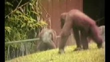 Sacrer animaux