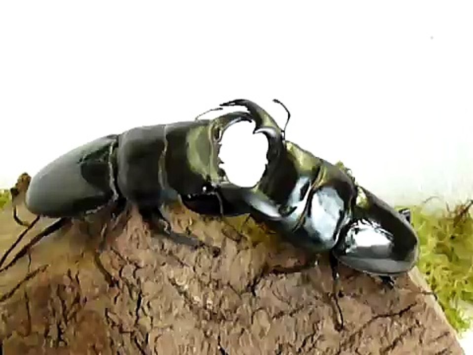 Fight - Dorcus titanus titanus