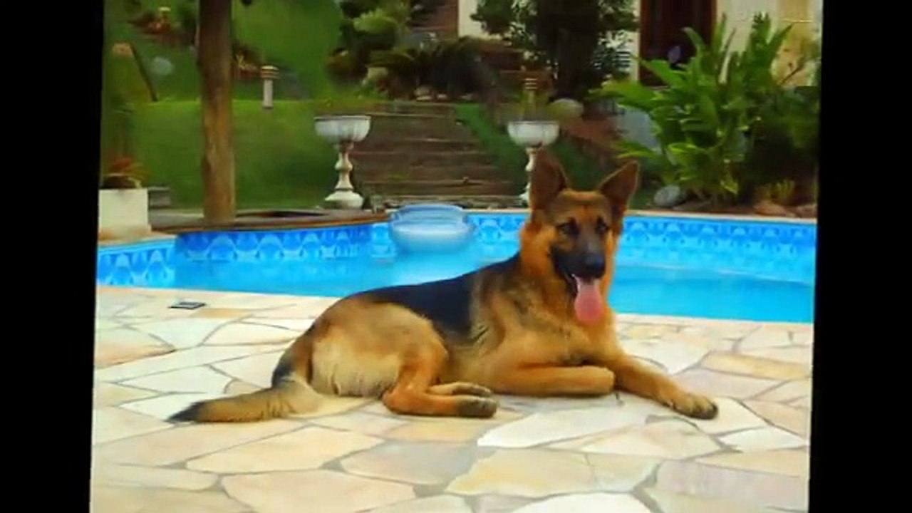 top 10 caes agressivos