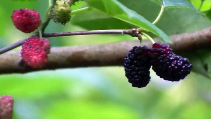 Black Persian Mulberry Tree