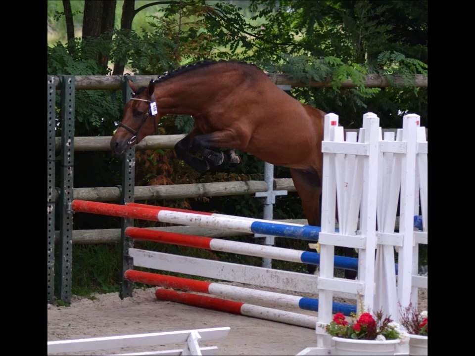 etalon New Forest champion suprême toutes races Sologn Pony 2014