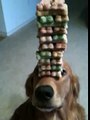 Dog balancing treats, Jenga dog