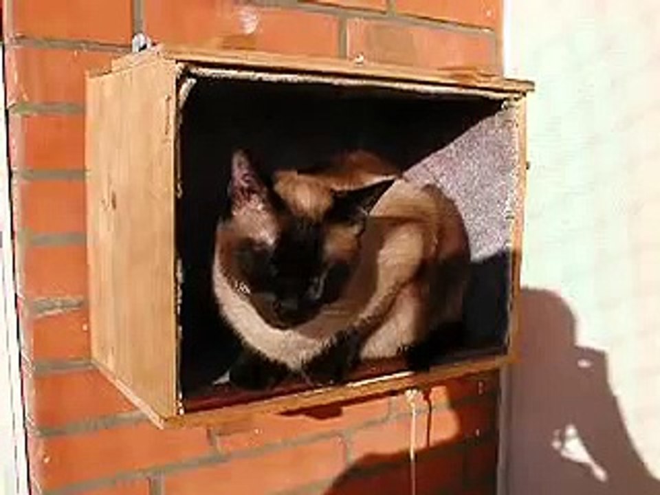 cute cat