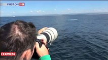 Une très rare baleine à bosses blanche aperçue au large de l'Australie