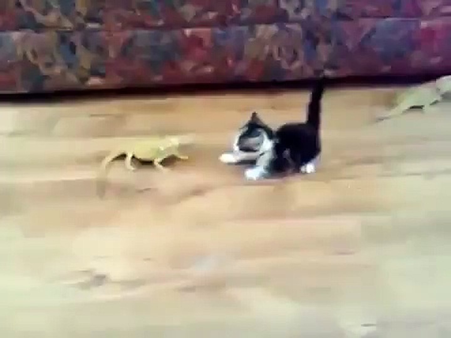 ⁣Кот против Ящерицы (Cat vs Lizards)