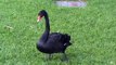 Black Swan near River Torrens in Adelaide