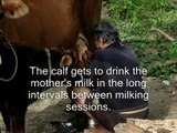 Unnys Navara Farm Cow Milking