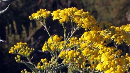 Explore The Unique Vacation Experience In Your Chile Wine Tours