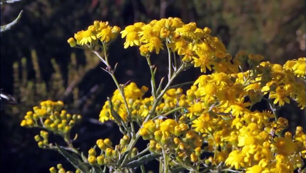 Explore The Unique Vacation Experience In Your Chile Wine Tours