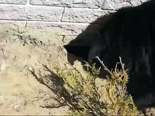 Coochie and the woodchuck. (Dog will hunt)