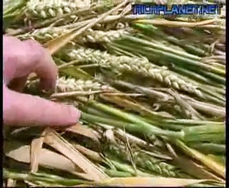 Richplanet - Crop Circles: The Hidden Truth