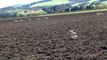NZ sheep dog at work - bringing down a lamb - 