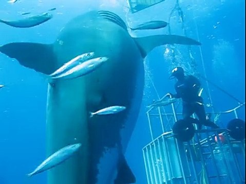 Deep Blue The biggest shark ever (2)