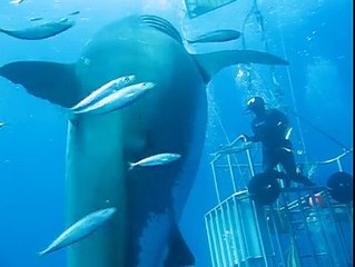 Deep Blue The biggest shark ever (2)