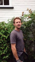 How to prune roses in the summer