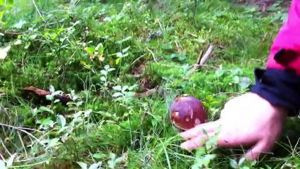 Cèpes steinpilze Funghi Poricni