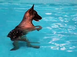 German Shepherd Walking in the Pool