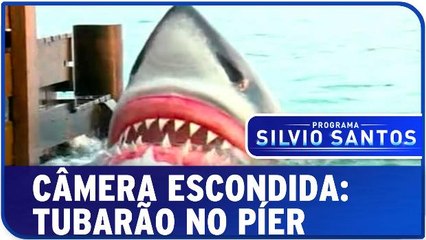 Câmera Escondida: Tubarão no Píer