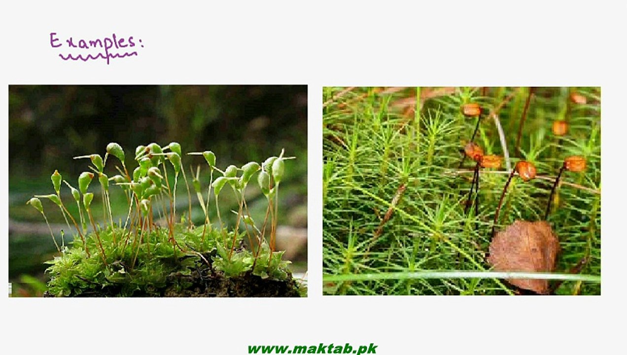 FSc Biology Book1, CH 9, LEC 6; Classification of Bryophytes-Bryopsida