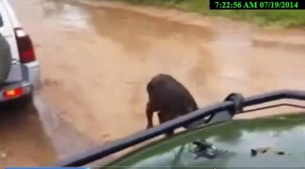 Buffalo save Baby Lion,Buffalo attack Lion,Buffalo win? Lion video