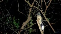Large-tailed Nightjar calling (09Mar2014)
