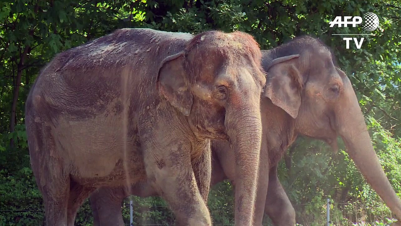 Dusche für Elefanten im Berliner Zoo