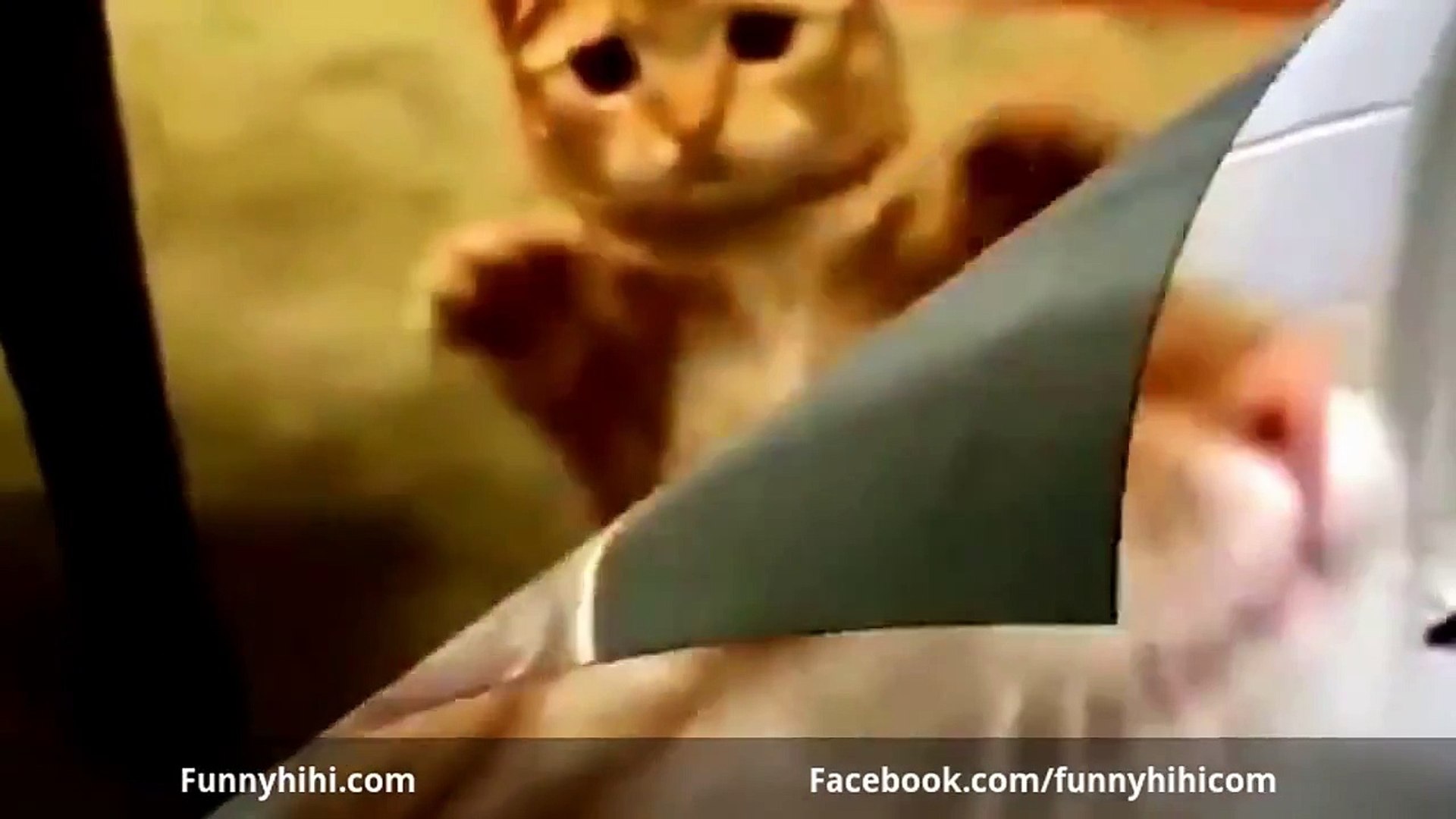 Funny Cats Funny Animals - Funny Cat Videos Funny Animals Compilation