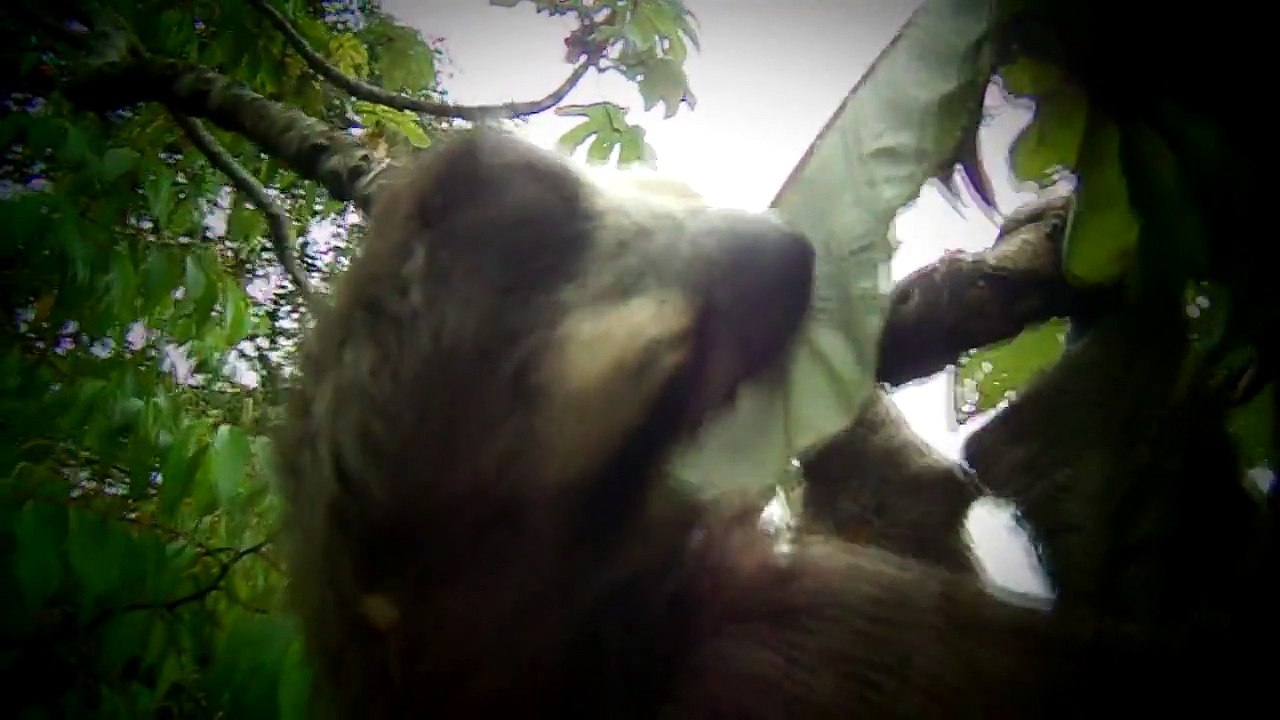 Oso perezoso comiendo