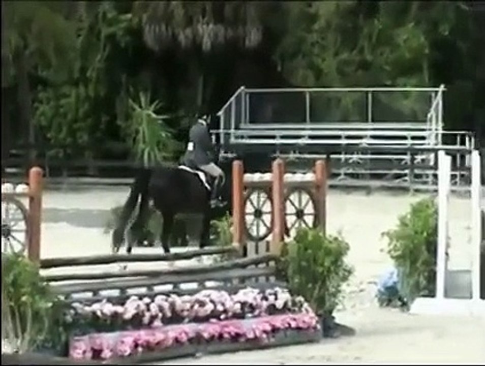 Frozen semen available: Aron (Czechmate) - Czech warmblood hunter stallion