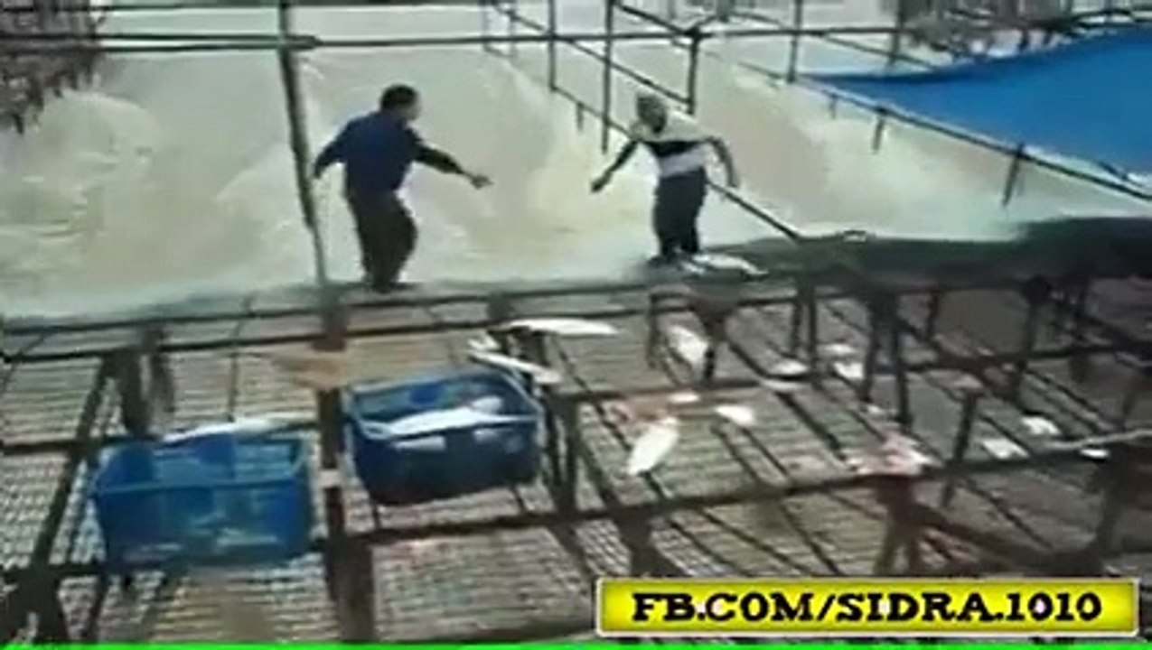 Trick to catch fish