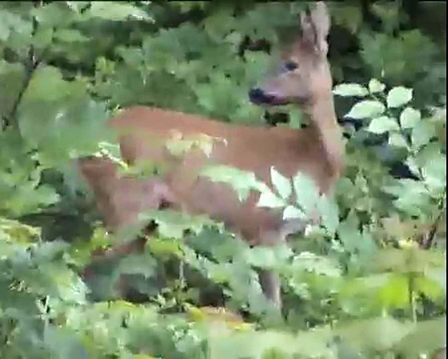 Nature Biche dans foret le 13 07 2009