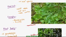FSc Biology Book1, CH 9, LEC 5; Classification of Bryophytes-Hepaticopsida