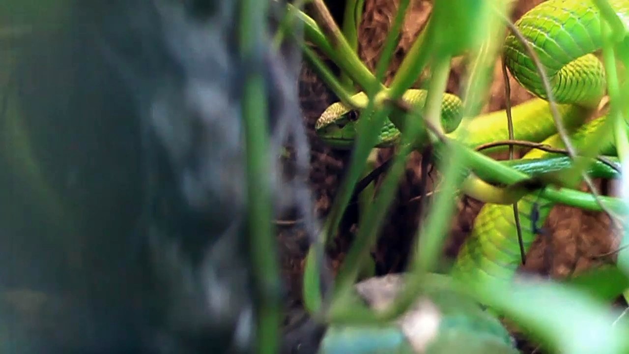 Sa:ven - Schlangengift feat.: Skilla/ASK/NES